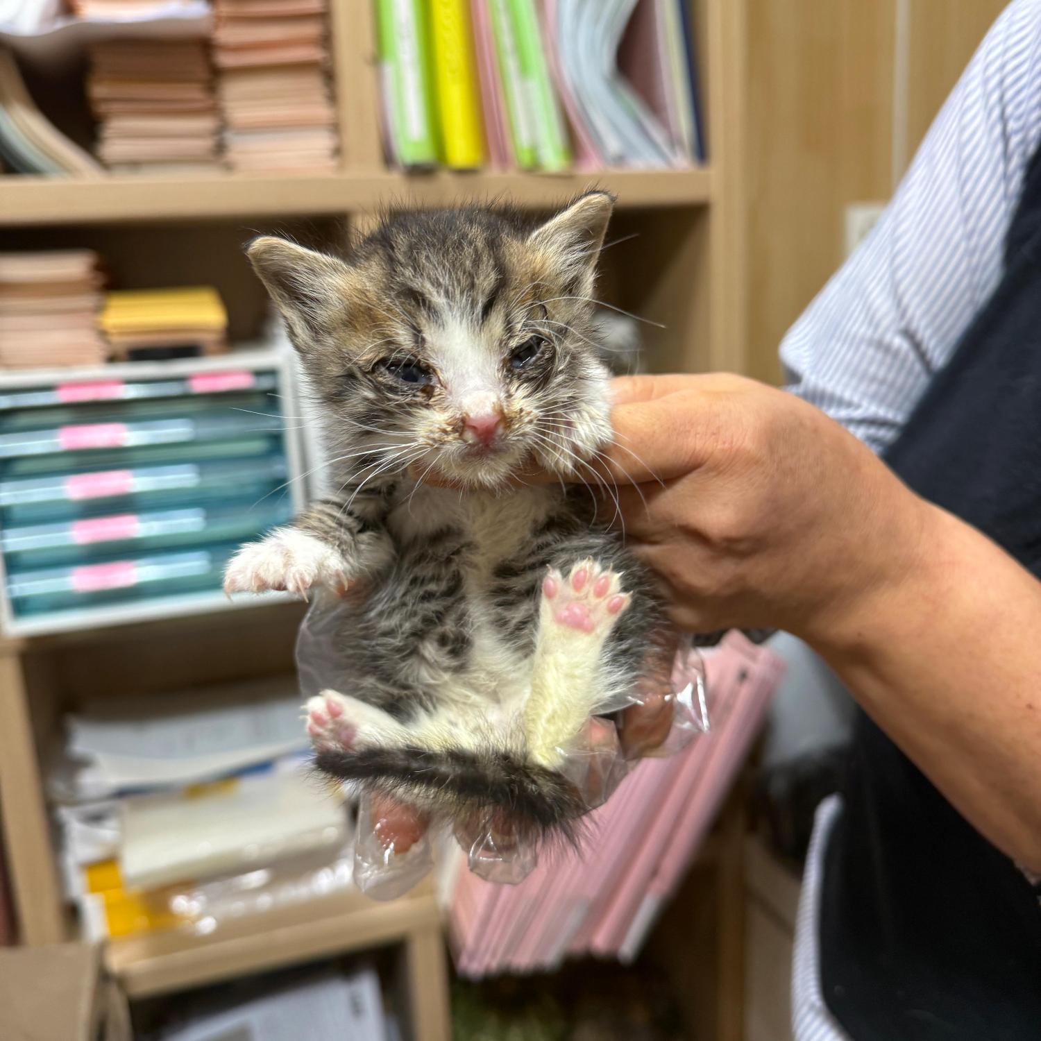 종료(자연사) 한국…