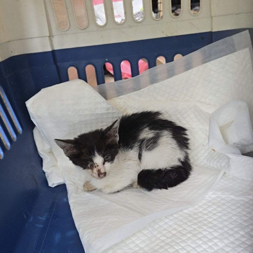 종료(자연사) 한국…