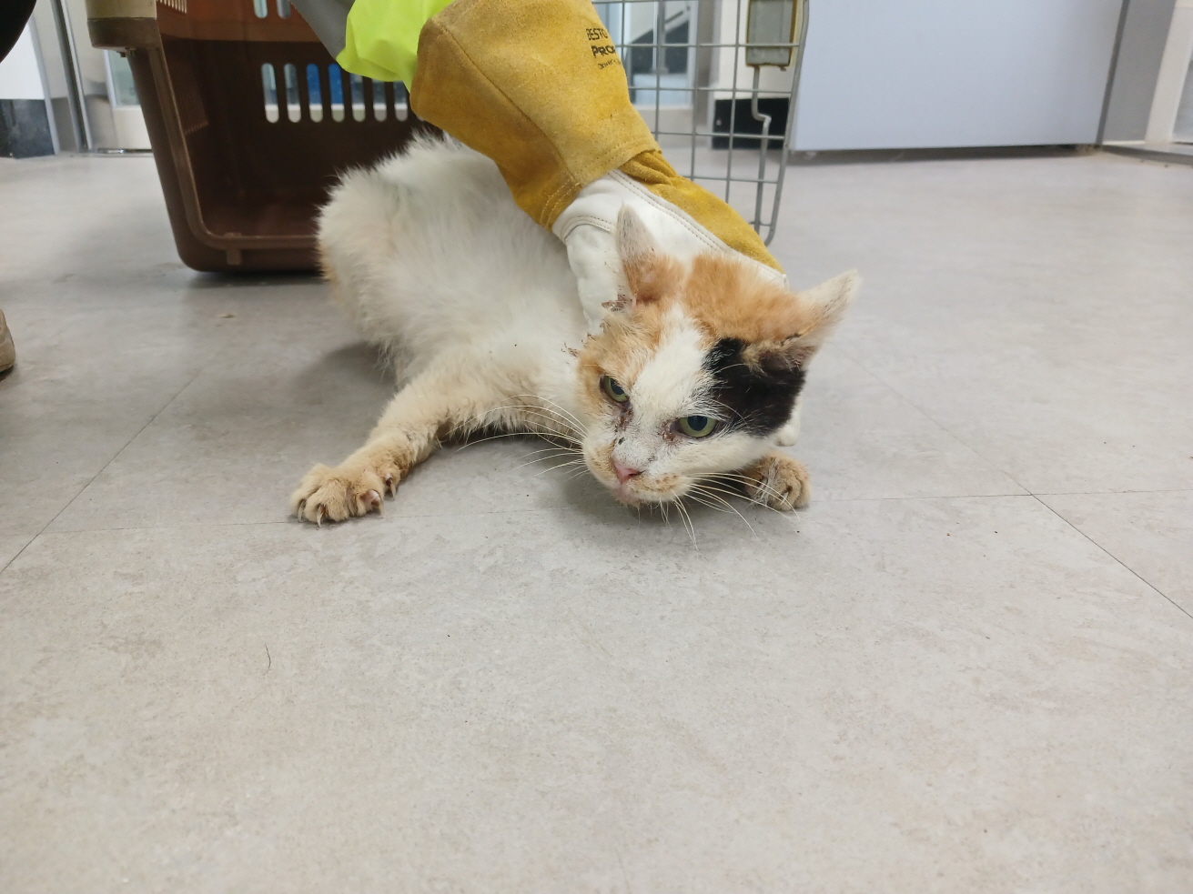 동해시동물보호센터_442421202500198