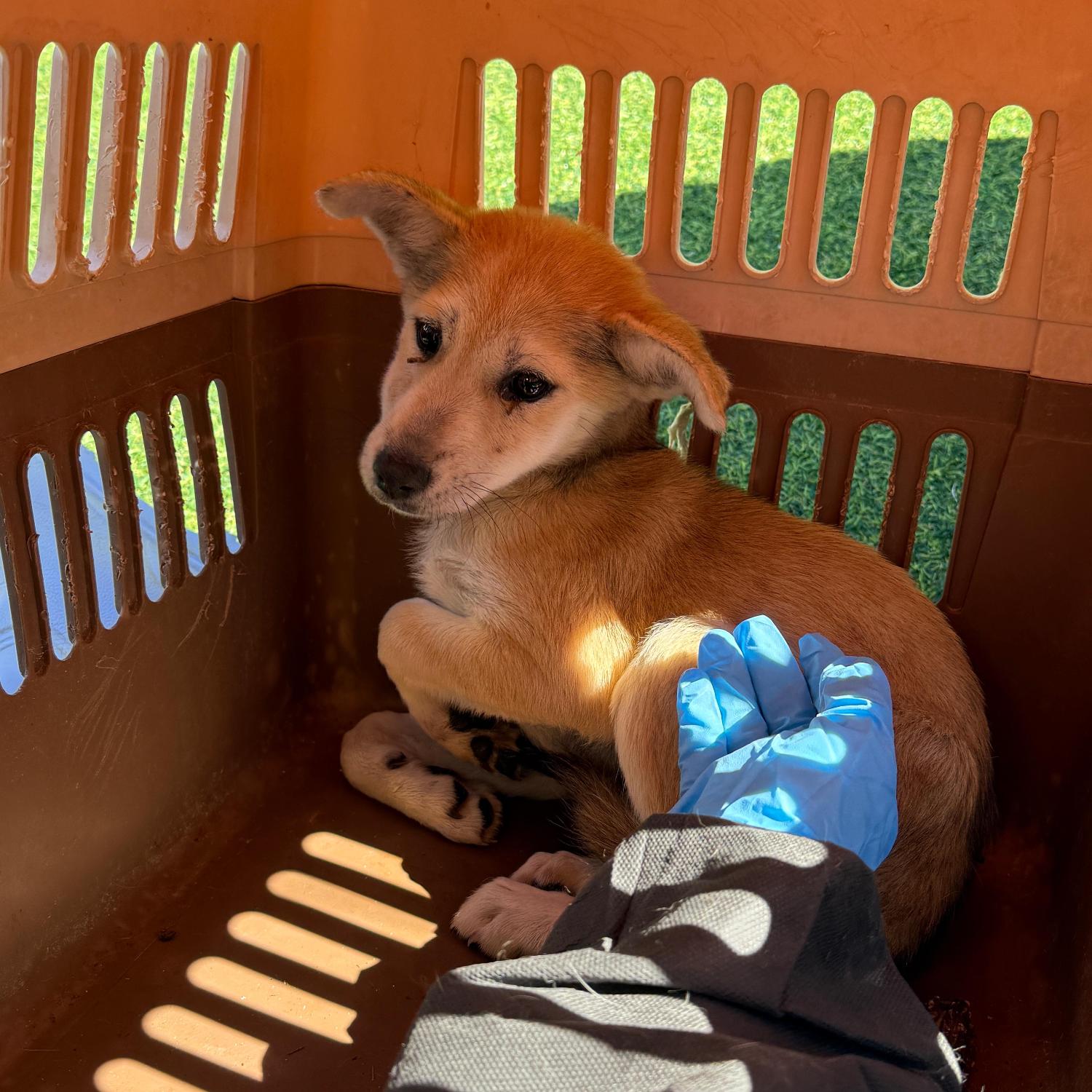 울산유기동물보호센터_431373202501613