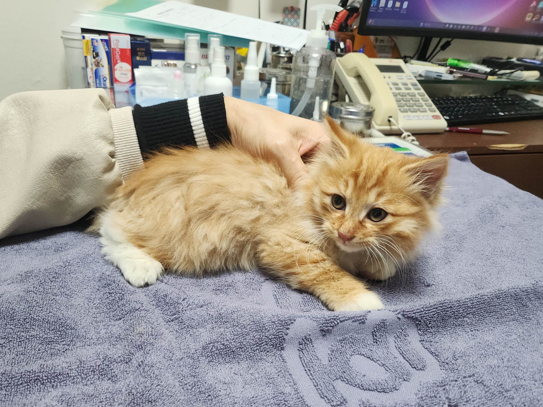 종료(입양) 믹스묘…