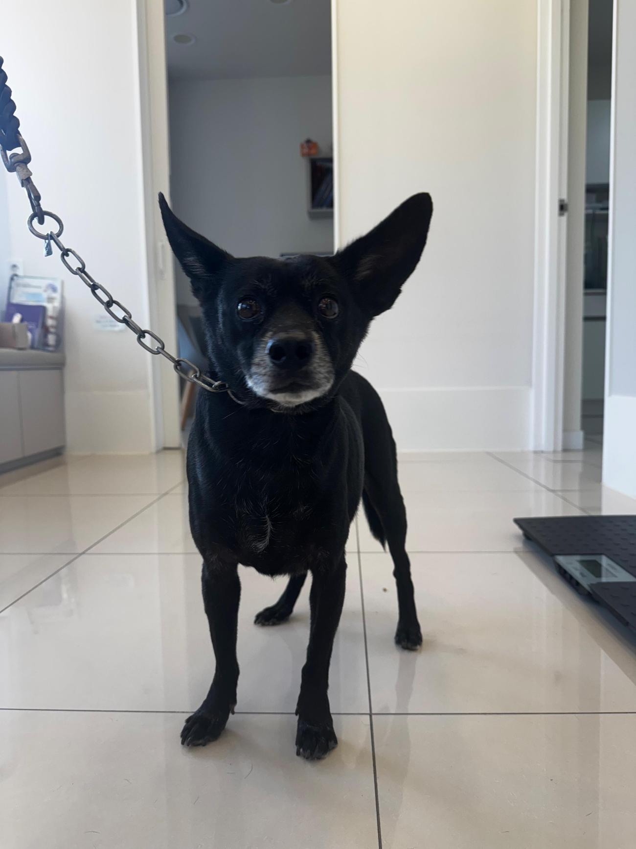 종료(반환) 믹스견…