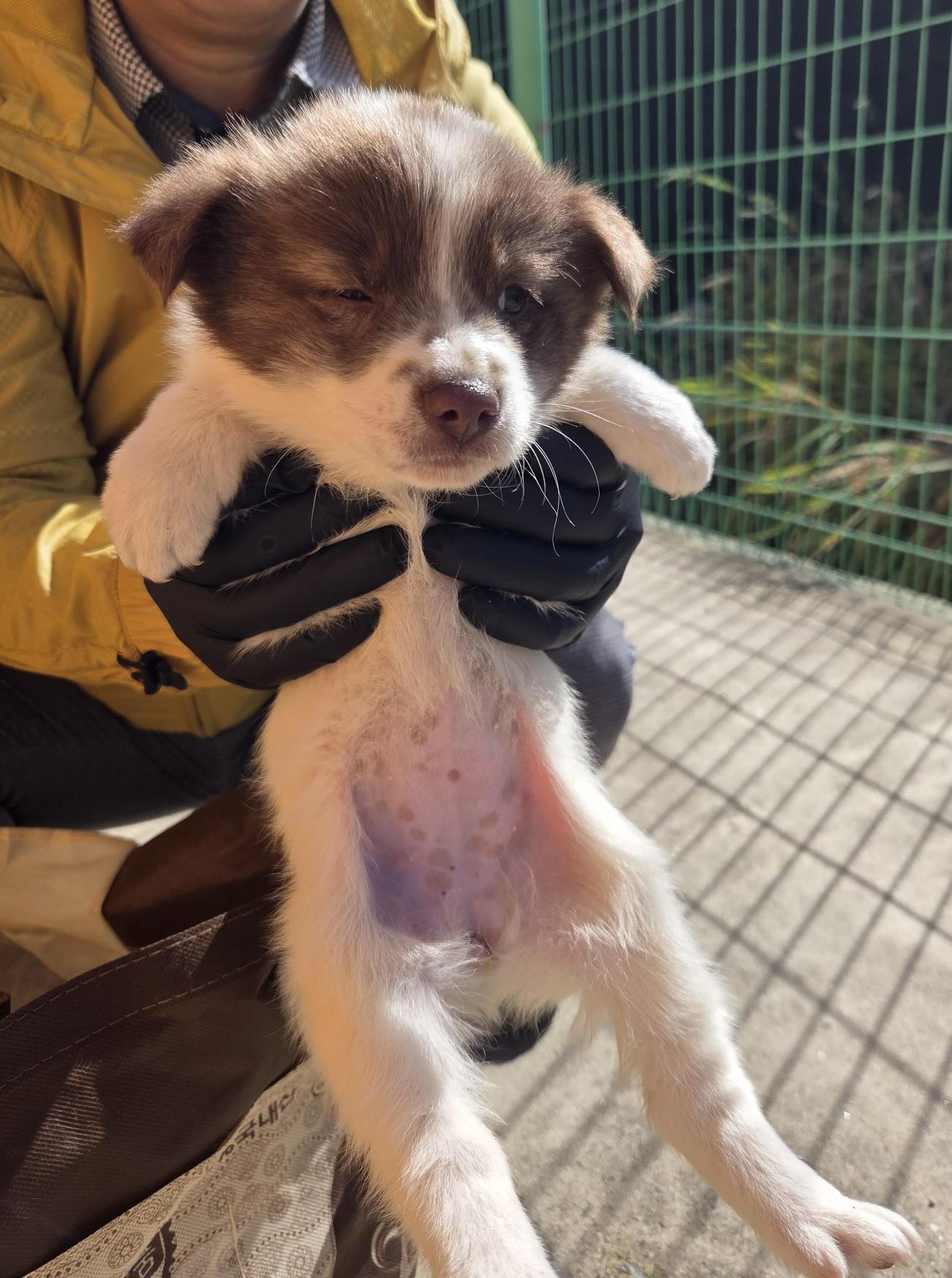 보호중 믹스견의 가…