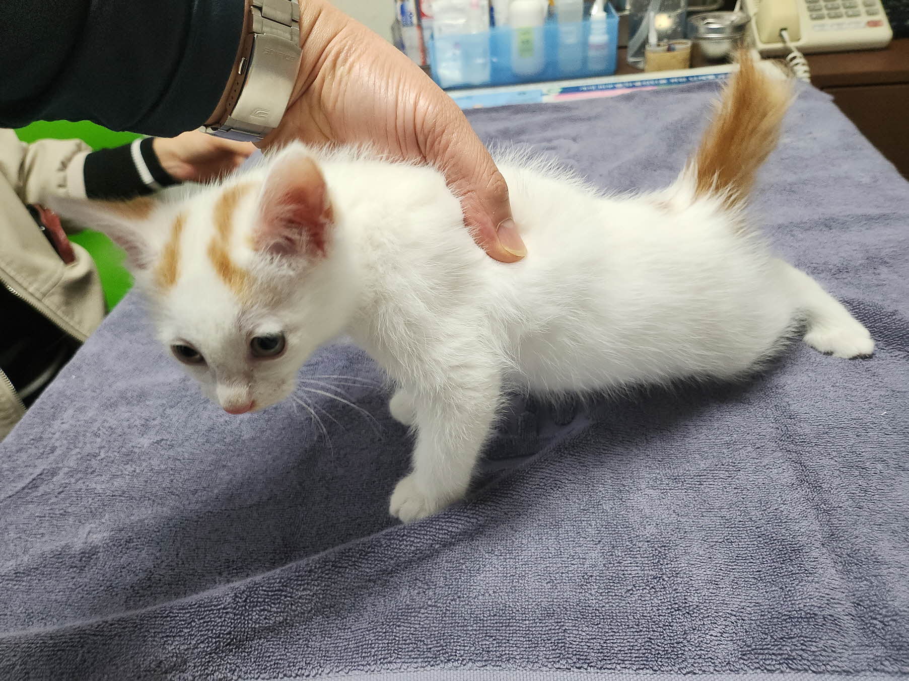 종료(입양) 한국 …