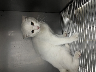 종료(자연사) 믹스…