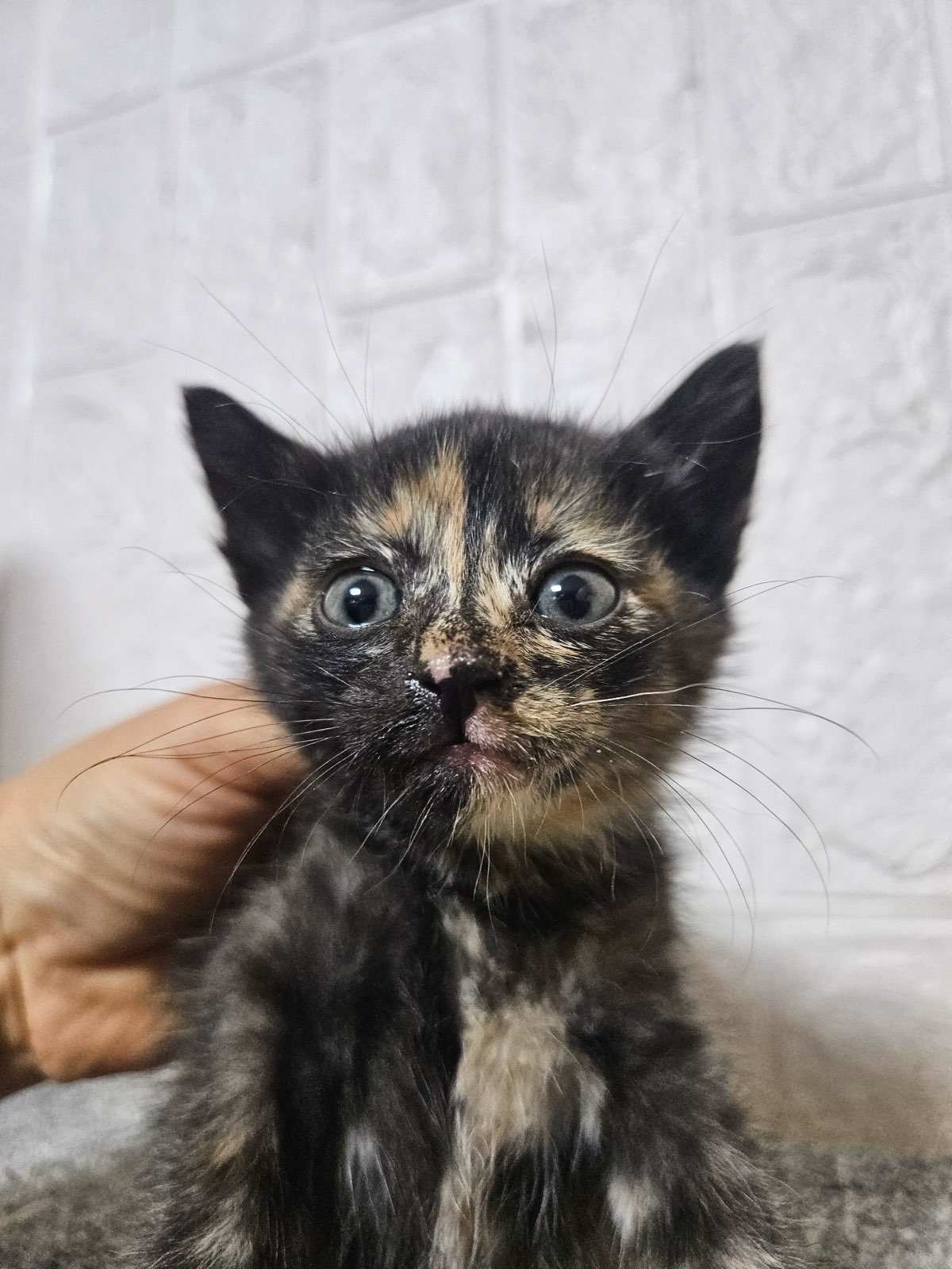 보령길고양이보호협회_444451202501032