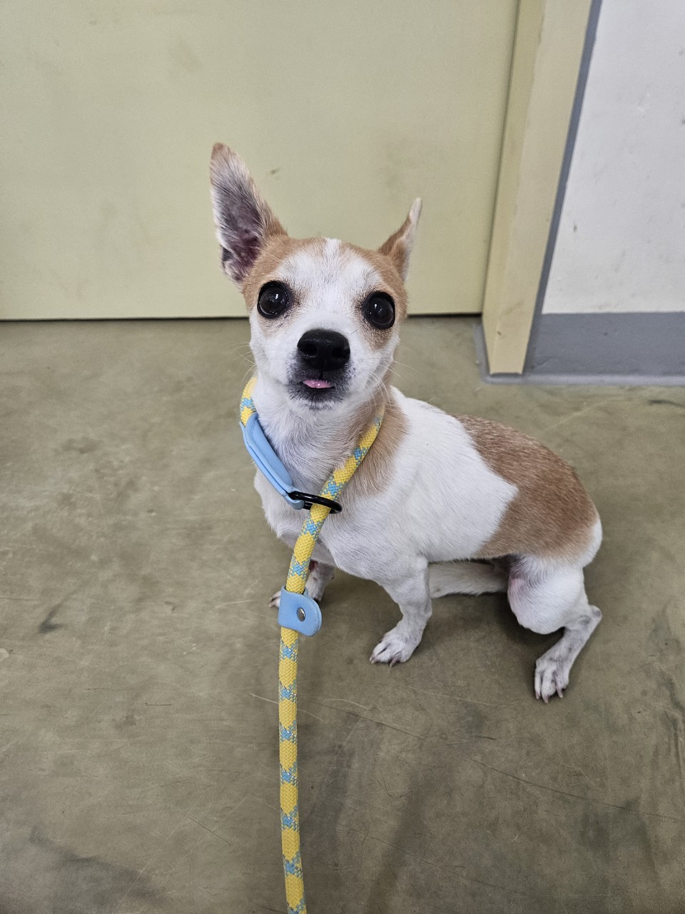 아산동물복지지원센터_444452202502104