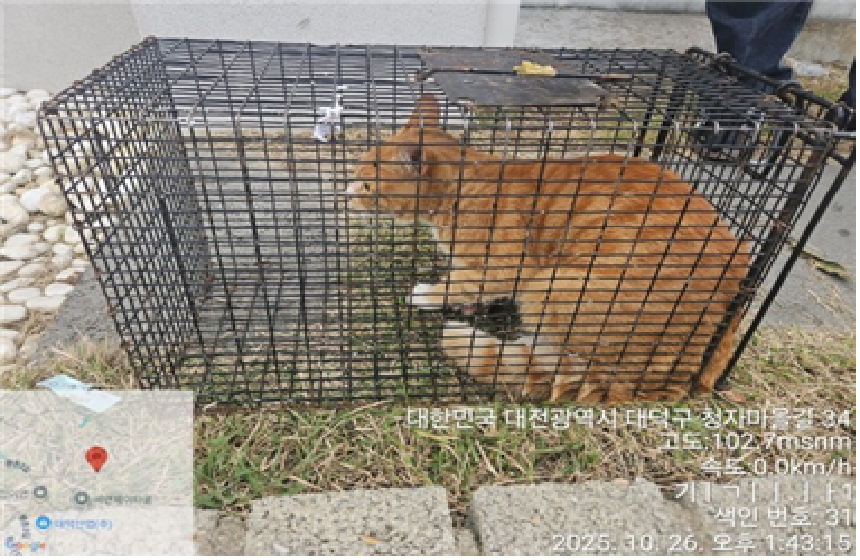 종료(안락사) 한국…