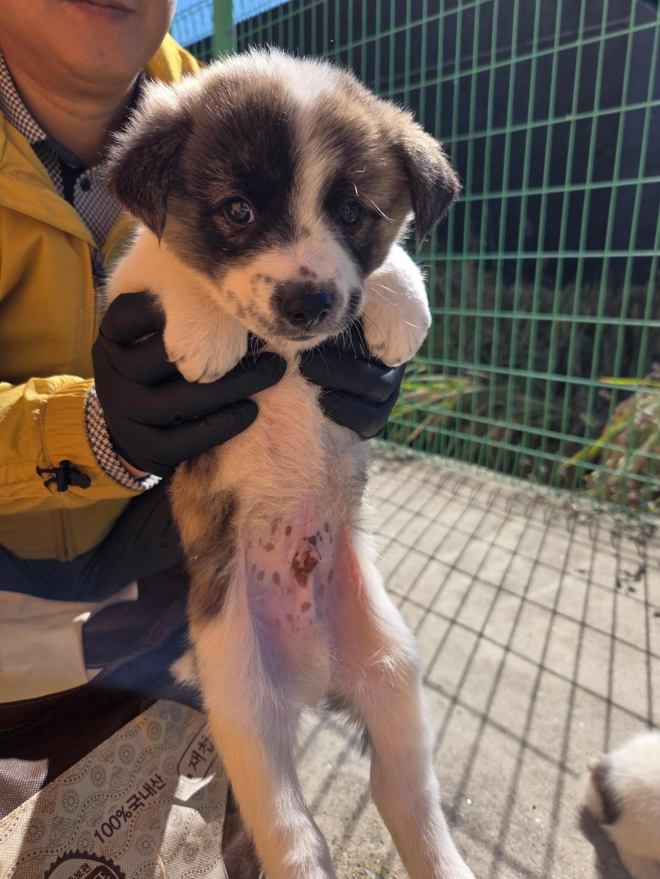 광양시 임시보호소_446484202500778