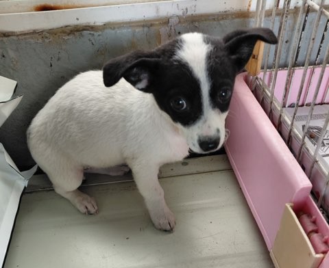 보령시유기동물보호소_444451202501030