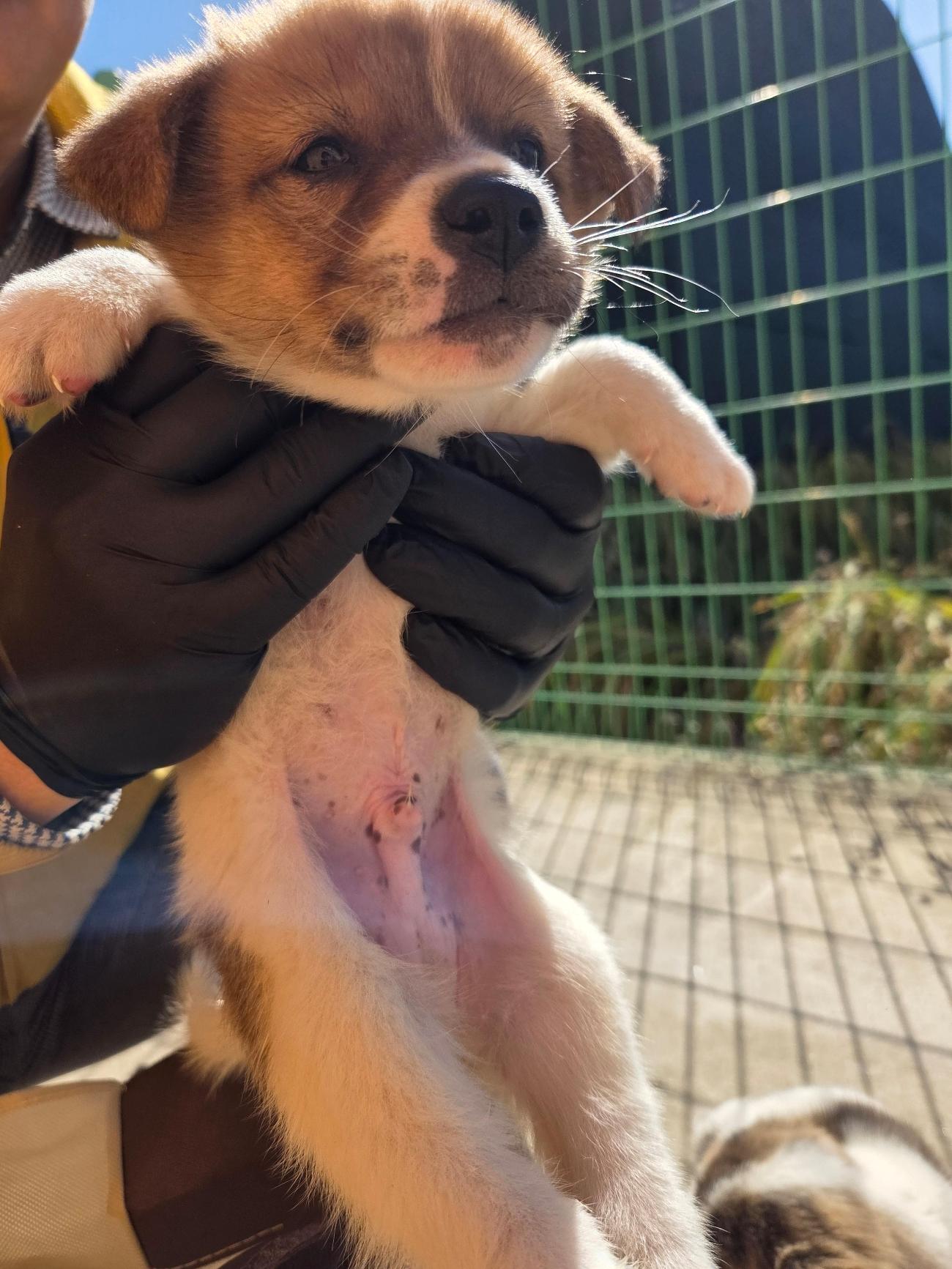 보호중 믹스견의 가…