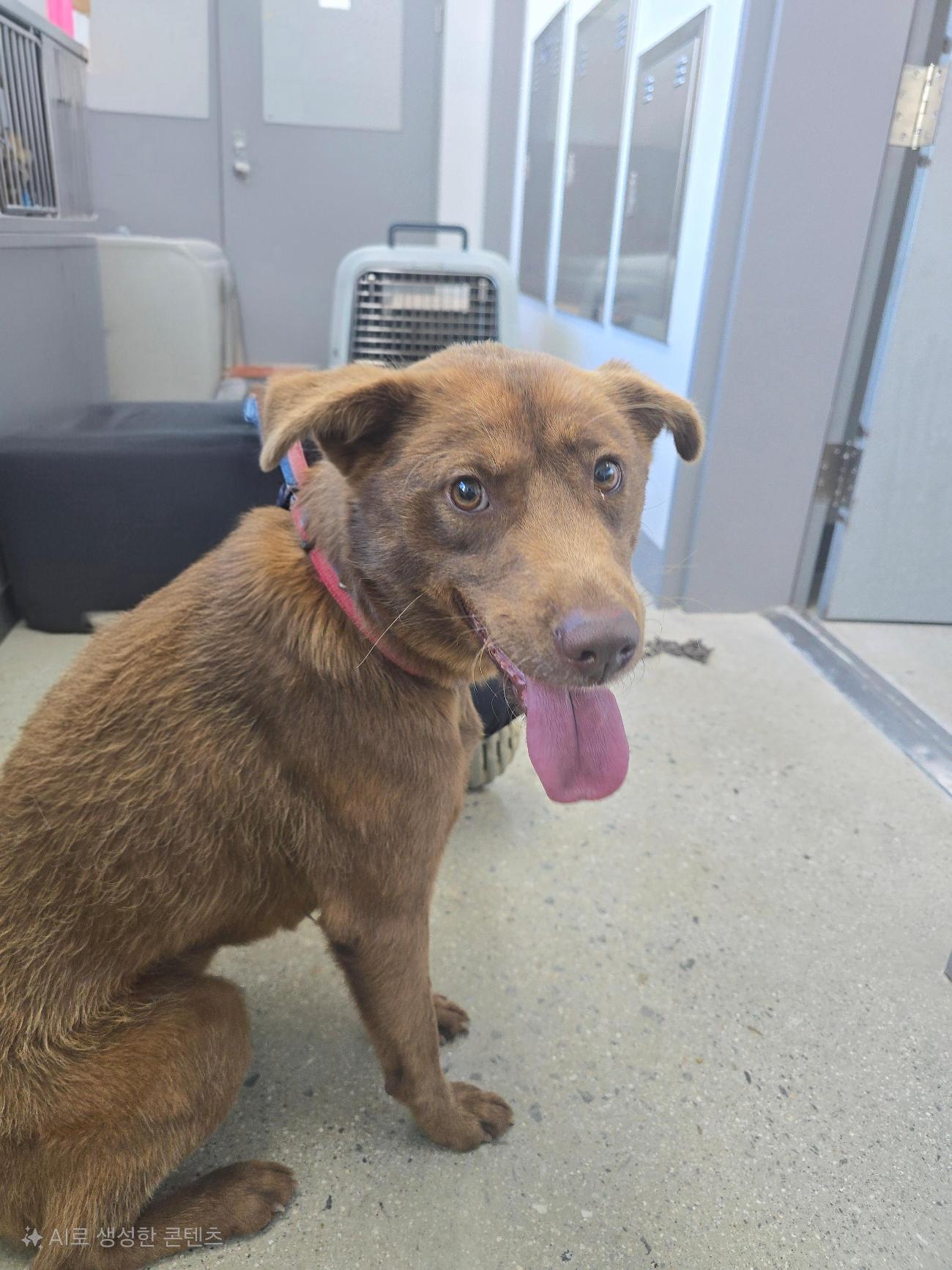 종료(반환) 믹스견…