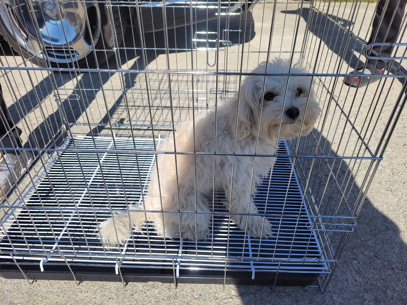 고양시동물보호센터_441394202502371