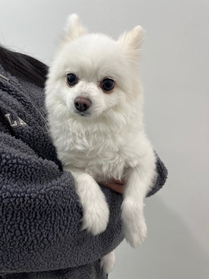 반려동물보호센터_443571202502924