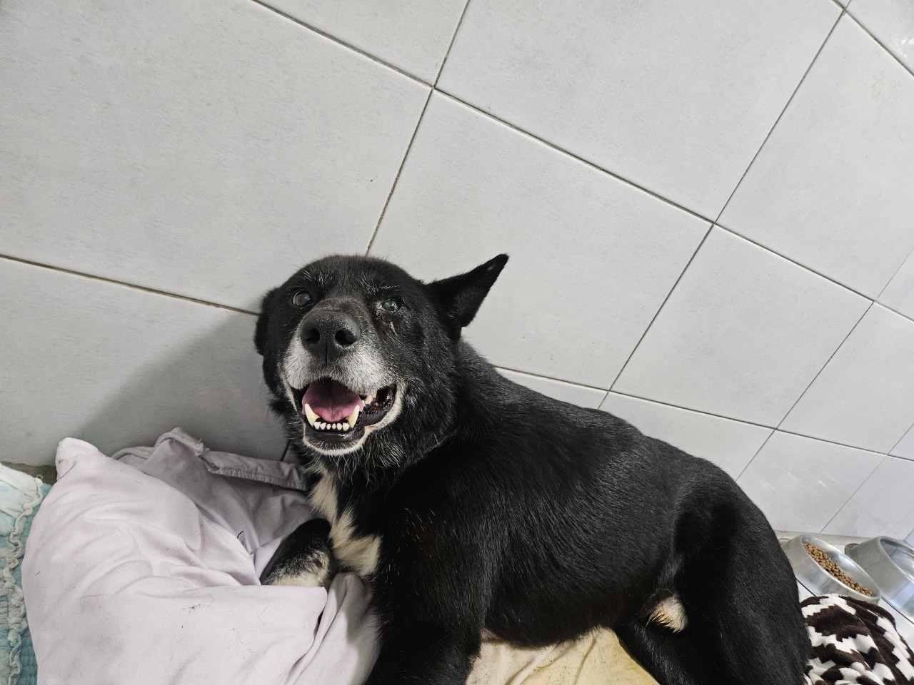 종료(반환) 믹스견…