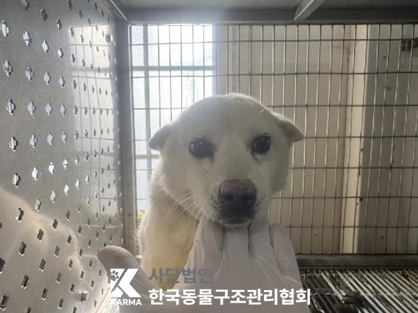 종료(기증) 믹스견…