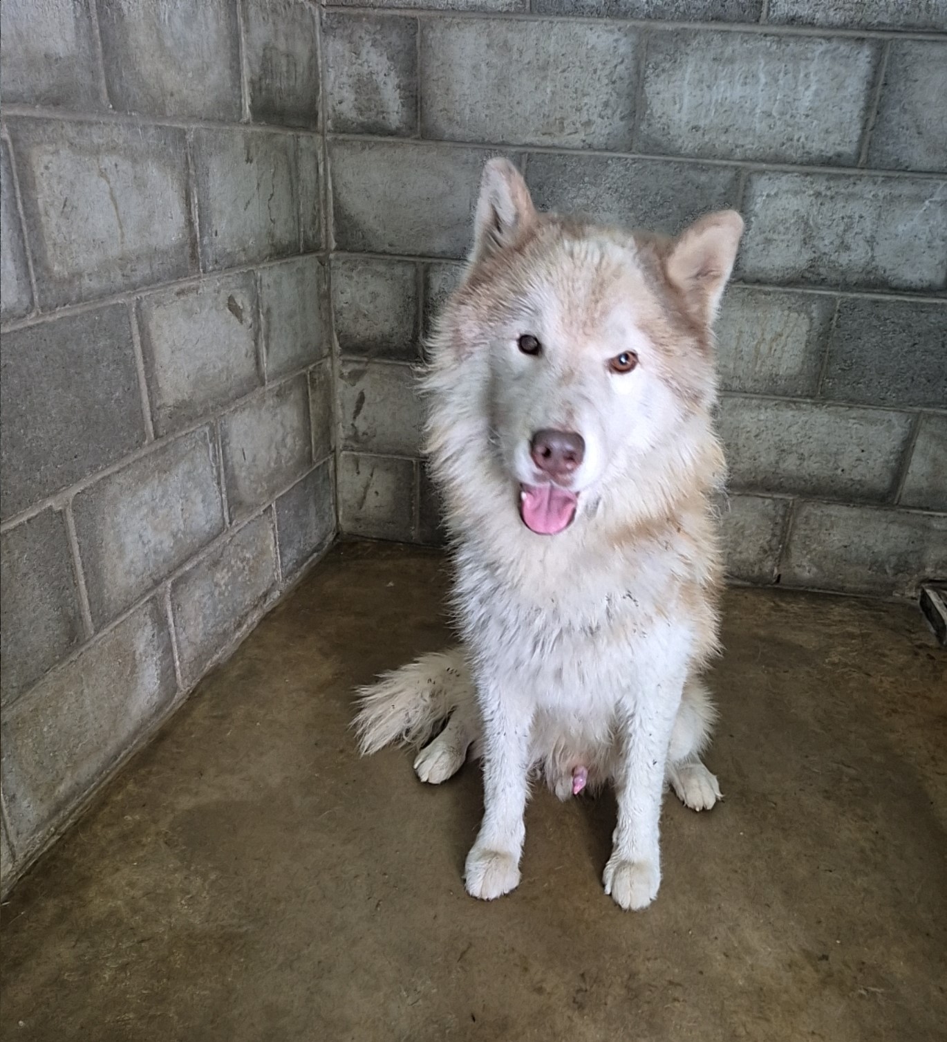 군산유기동물보호센터_445467202502036