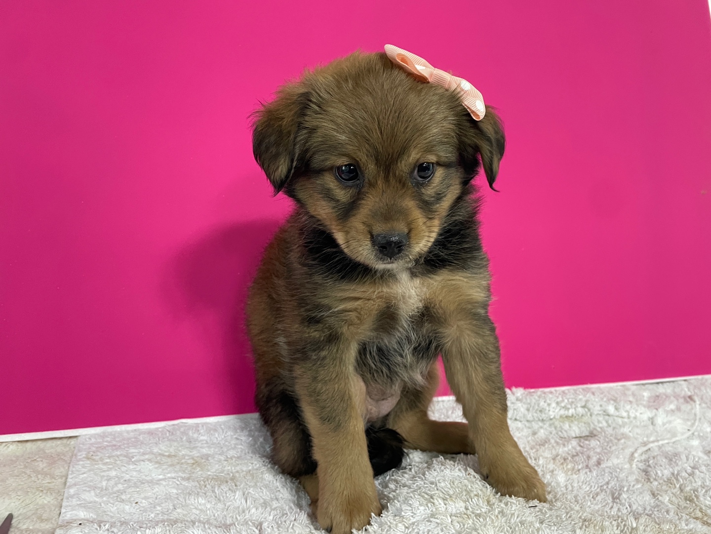 보호중 믹스견의 가…