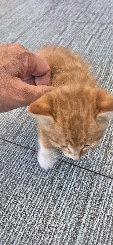 고령군 유기견 보호소_447520202500291