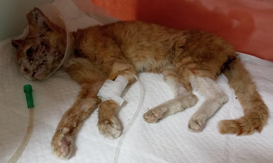 산타클라라동물병원_431369202500718