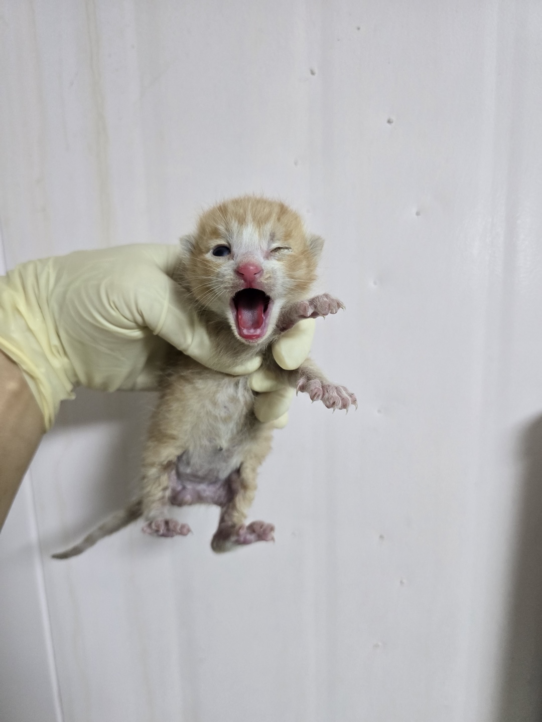보호중 한국 고양이…