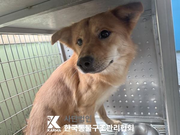 종료(반환) 믹스견…