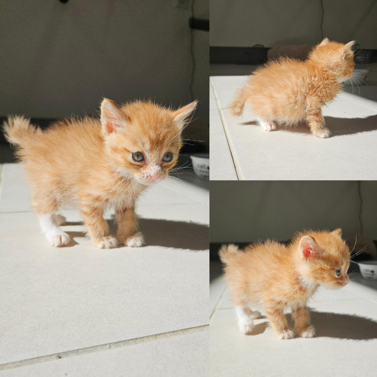 보호중 한국 고양이…