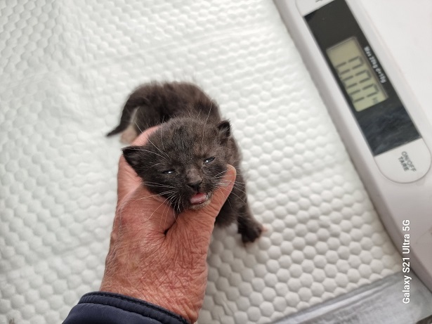 종료(자연사) 한국…