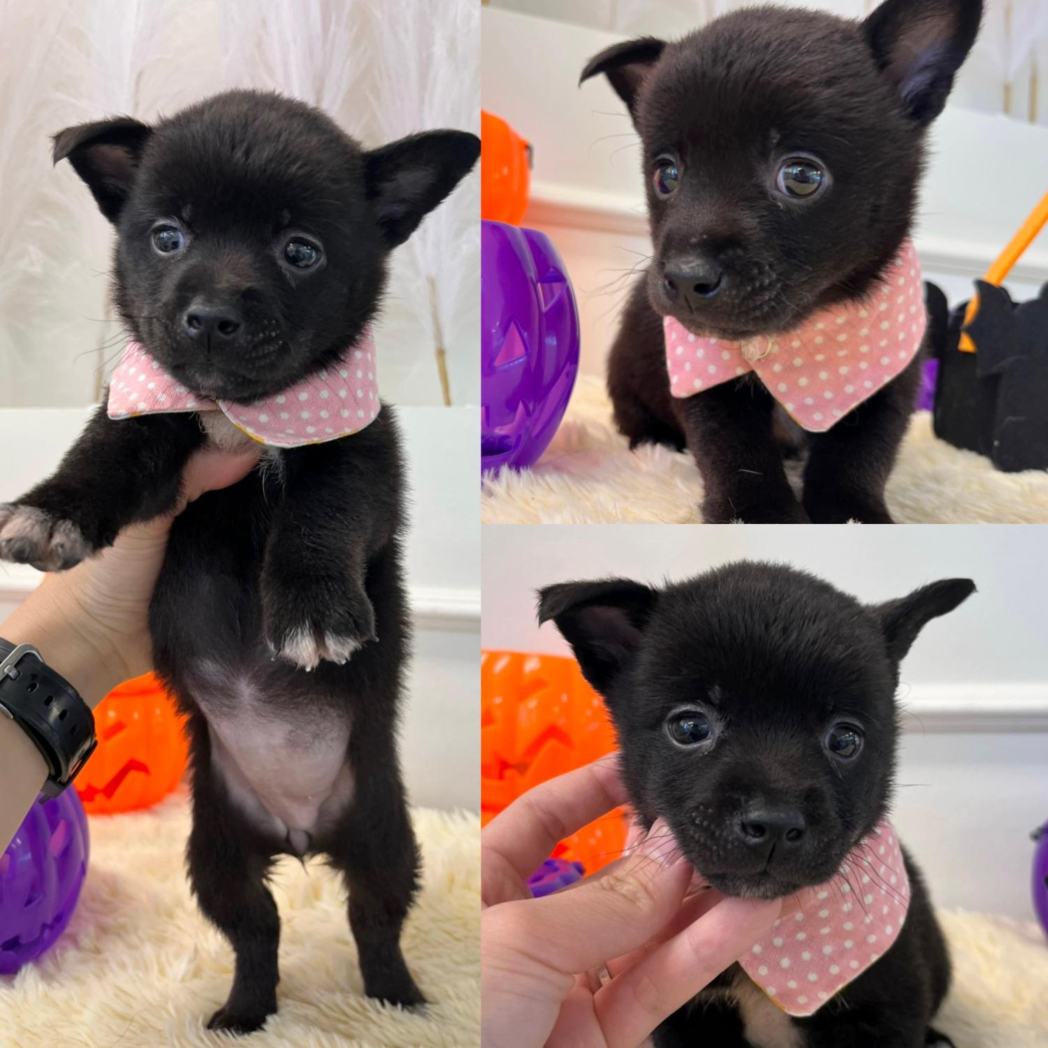 종료(입양) 믹스견…