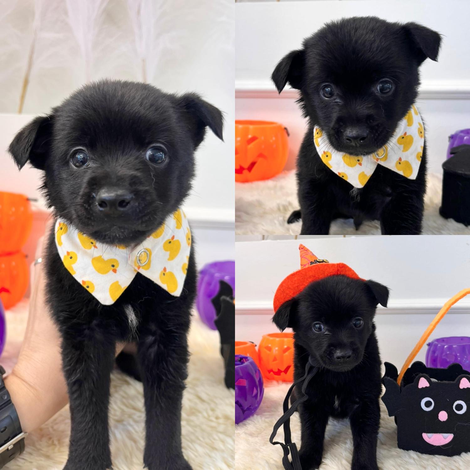 경주동물사랑보호센터_447505202501518