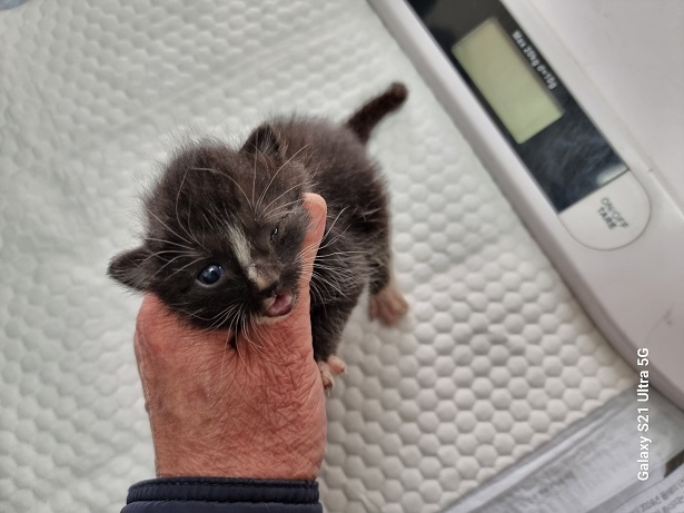 경동동물병원_428350202500185