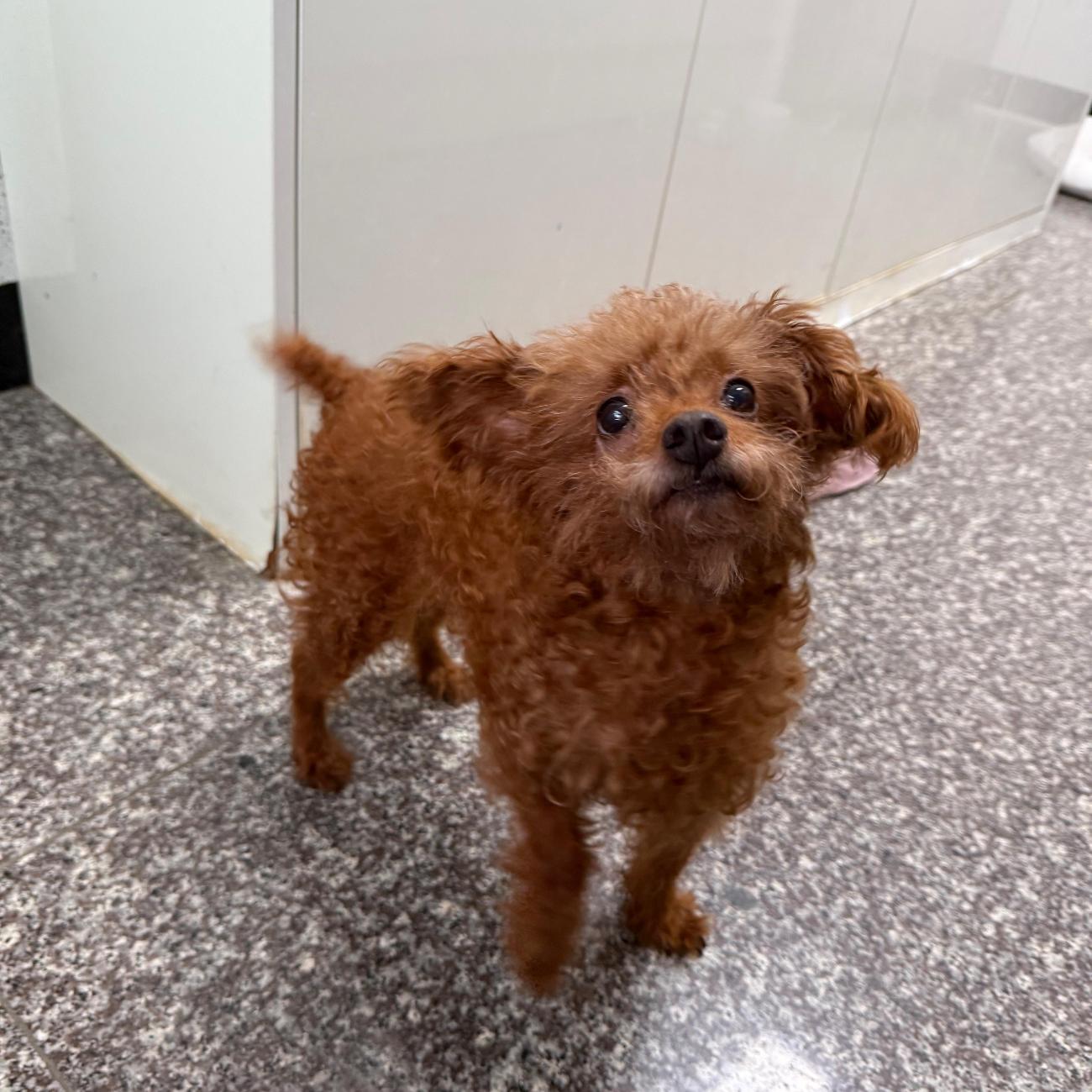 보호중 푸들의 가족…