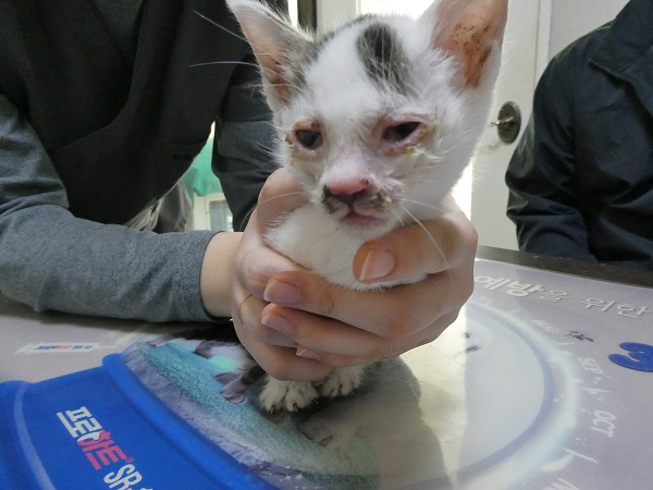 종료(자연사) 한국…