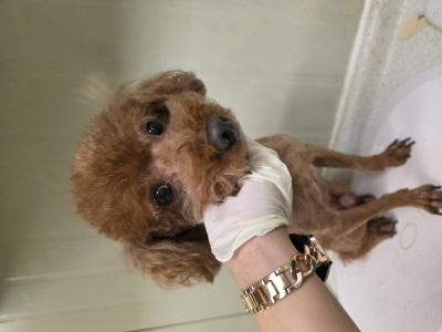 사단법인 동부_426340202500661