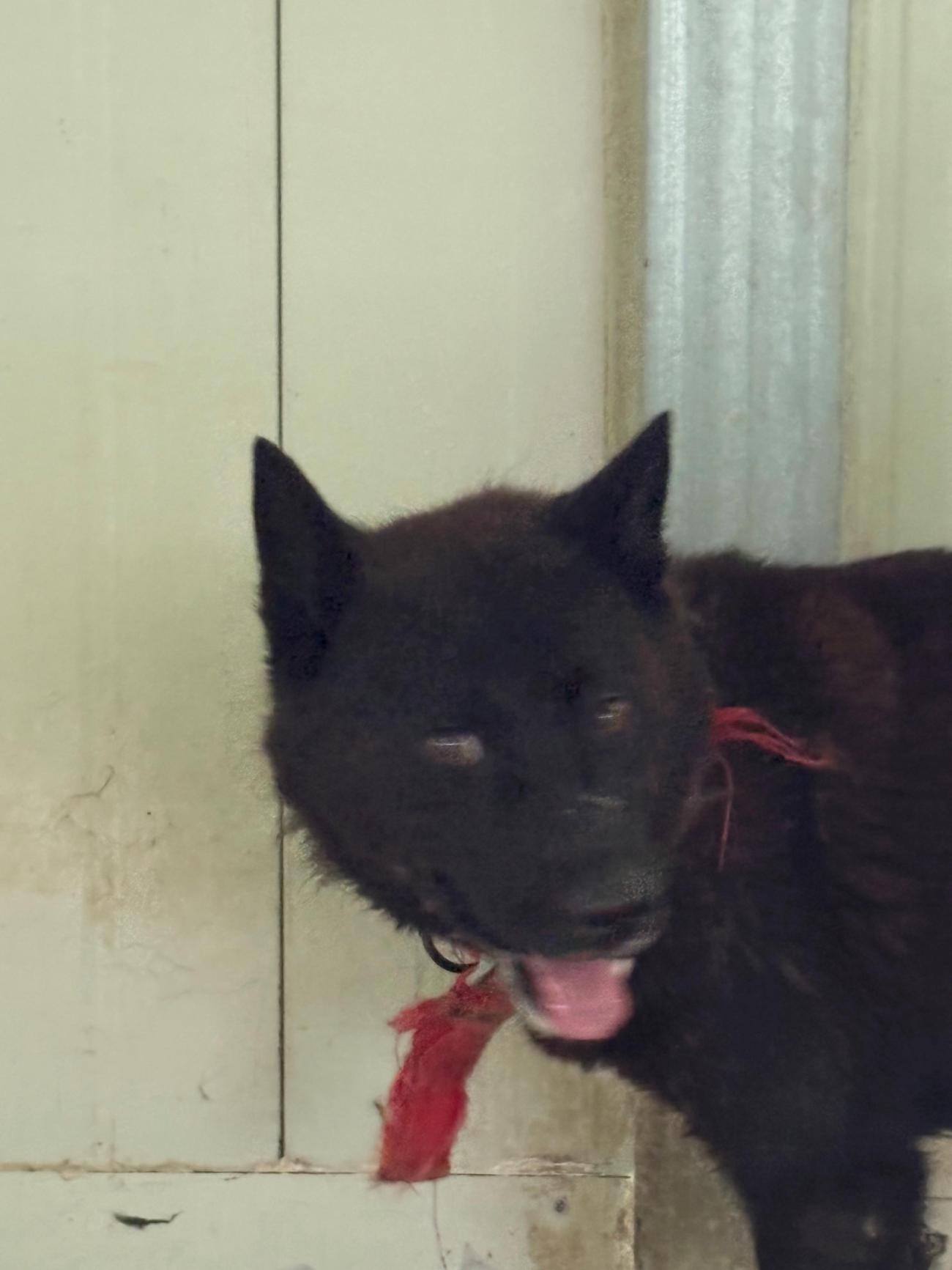 보호중 믹스견의 가…