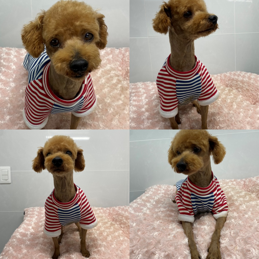 구미시 동물보호센터_447508202501479