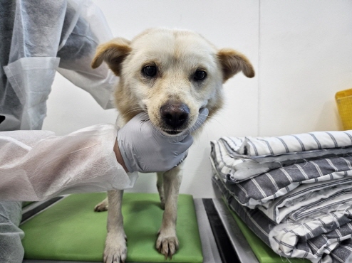 보호중 믹스견의 가…