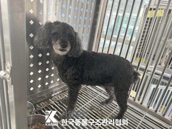 종료(반환) 푸들의…