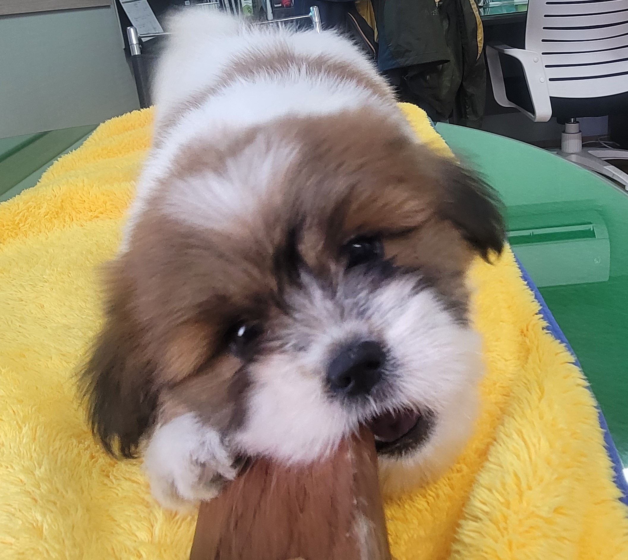 종료(입양) 시츄의…