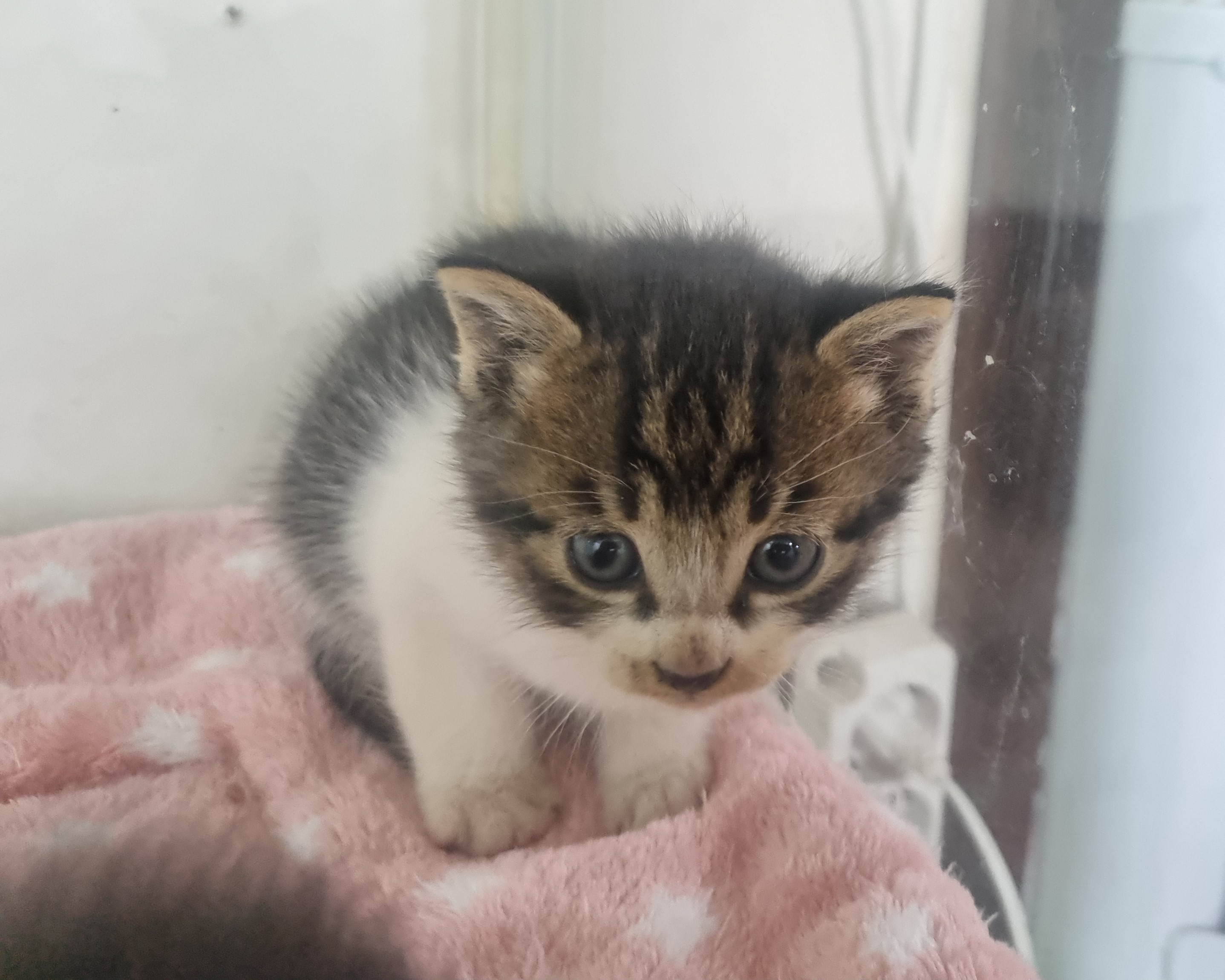 사천시 동물보호센터_448534202501585