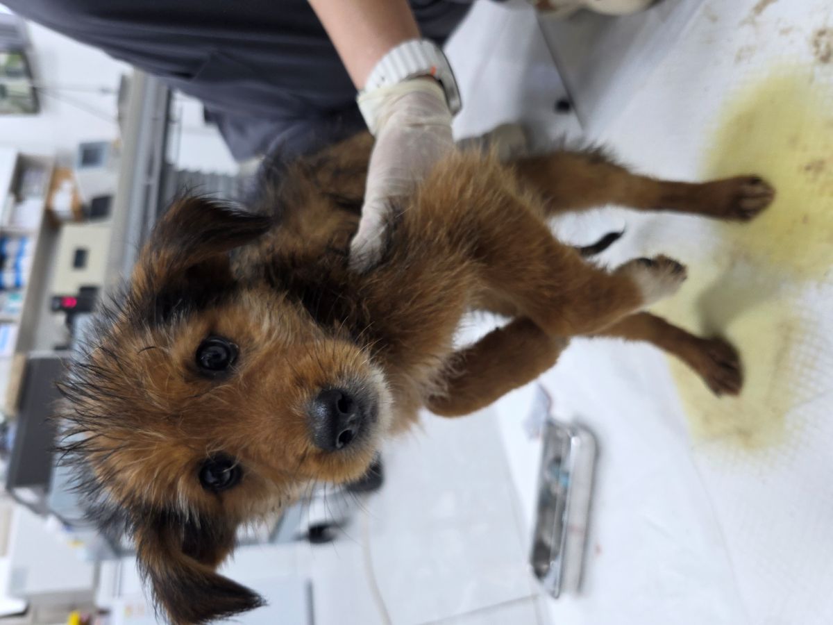 보호중 믹스견의 가…