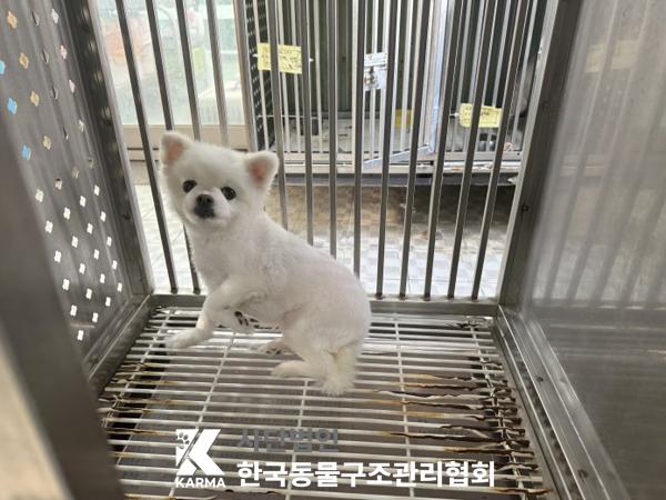 한국동물구조관리협회_411315202500570