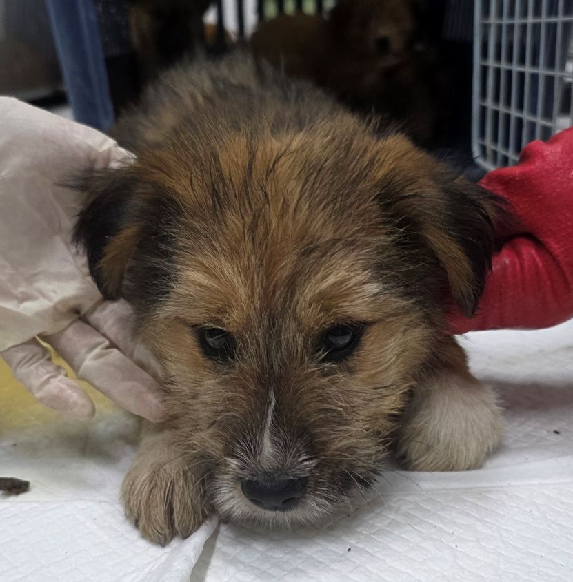 보호중 믹스견의 가…