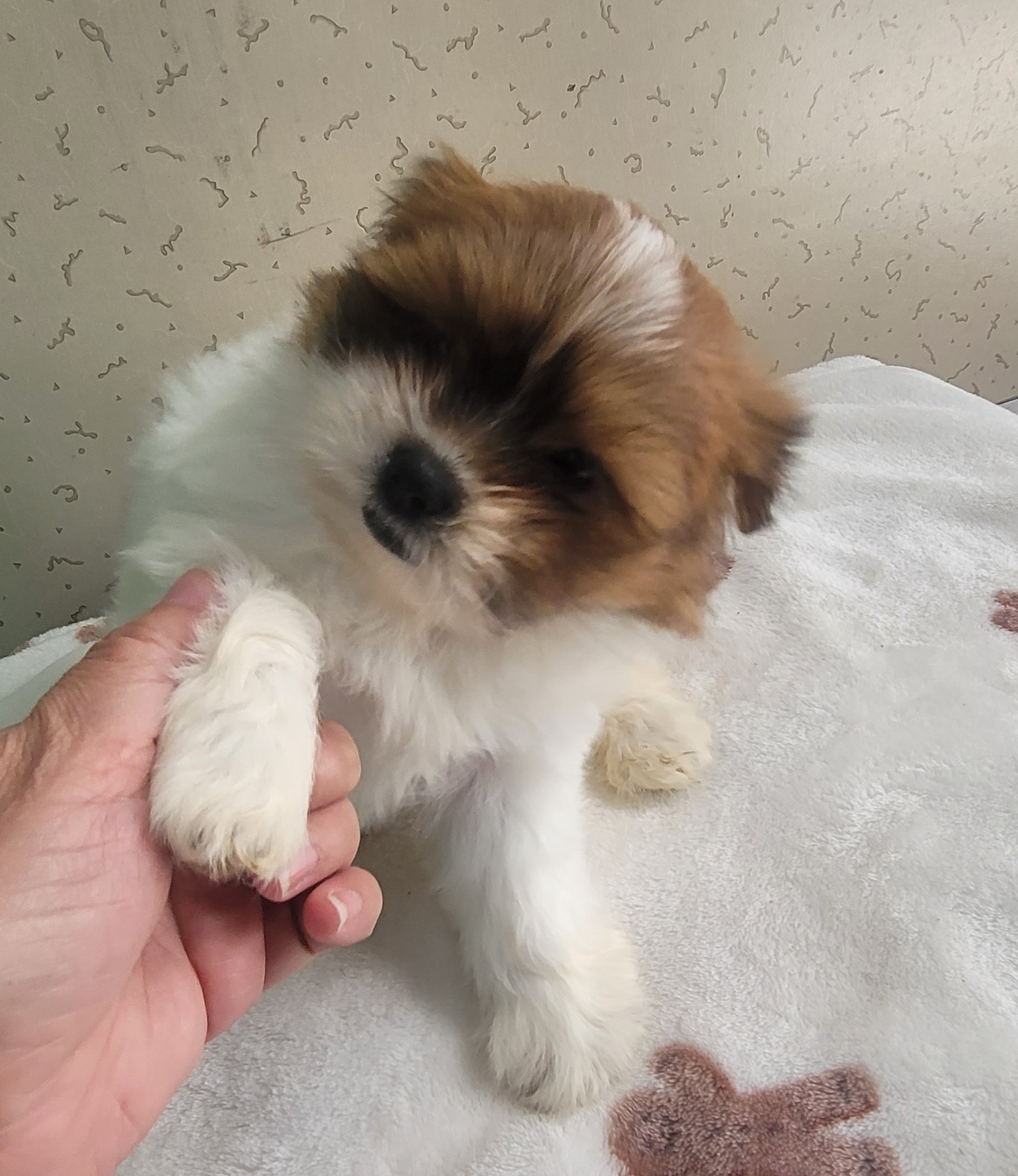 종료(입양) 시츄의…