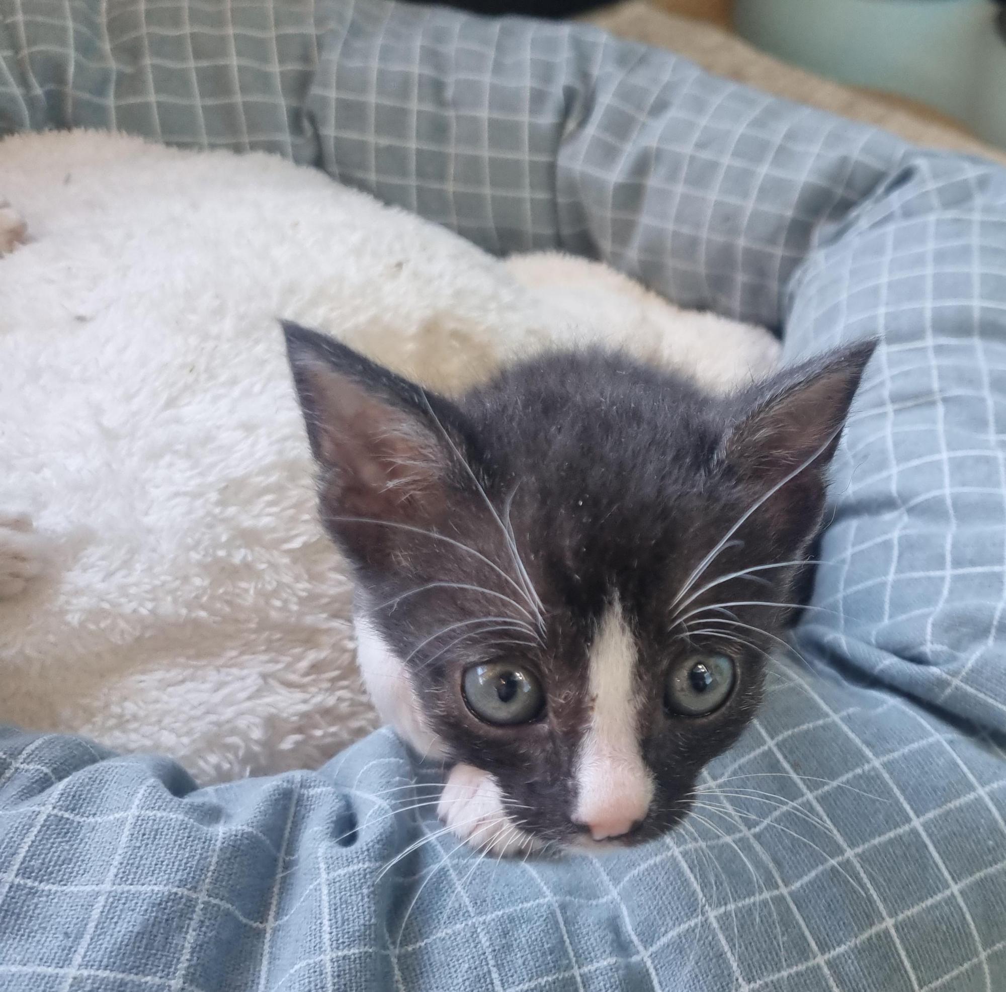 보호중 한국 고양이…