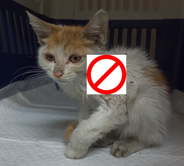 산타클라라동물병원_431369202500719