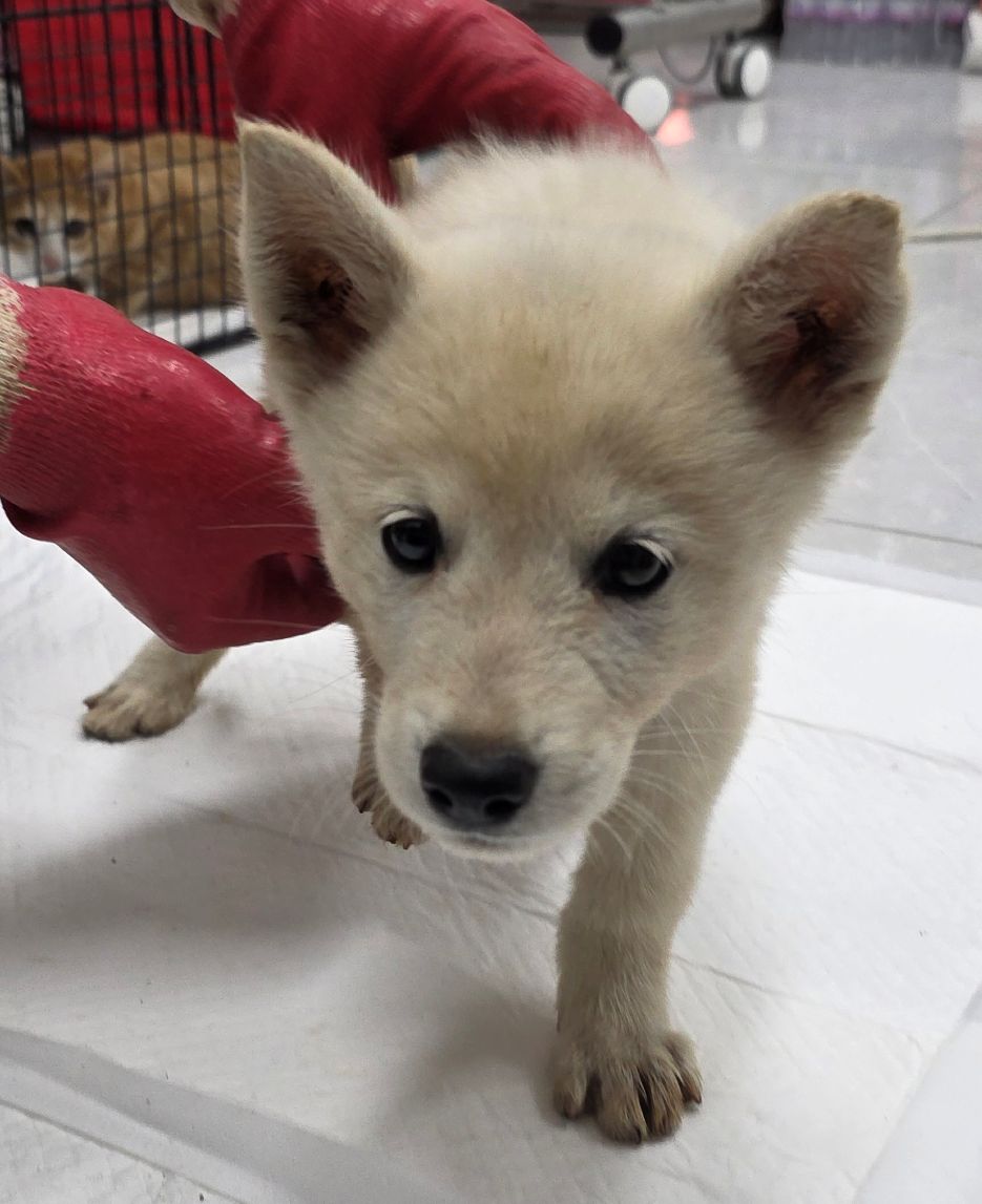 담양군 동물보호센터_446485202500712