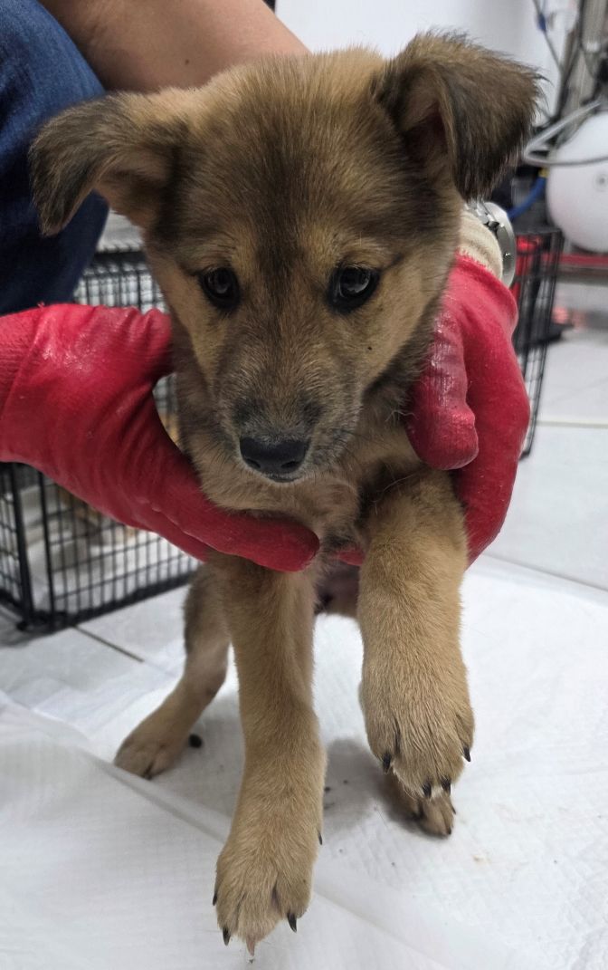 담양군 동물보호센터_446485202500715