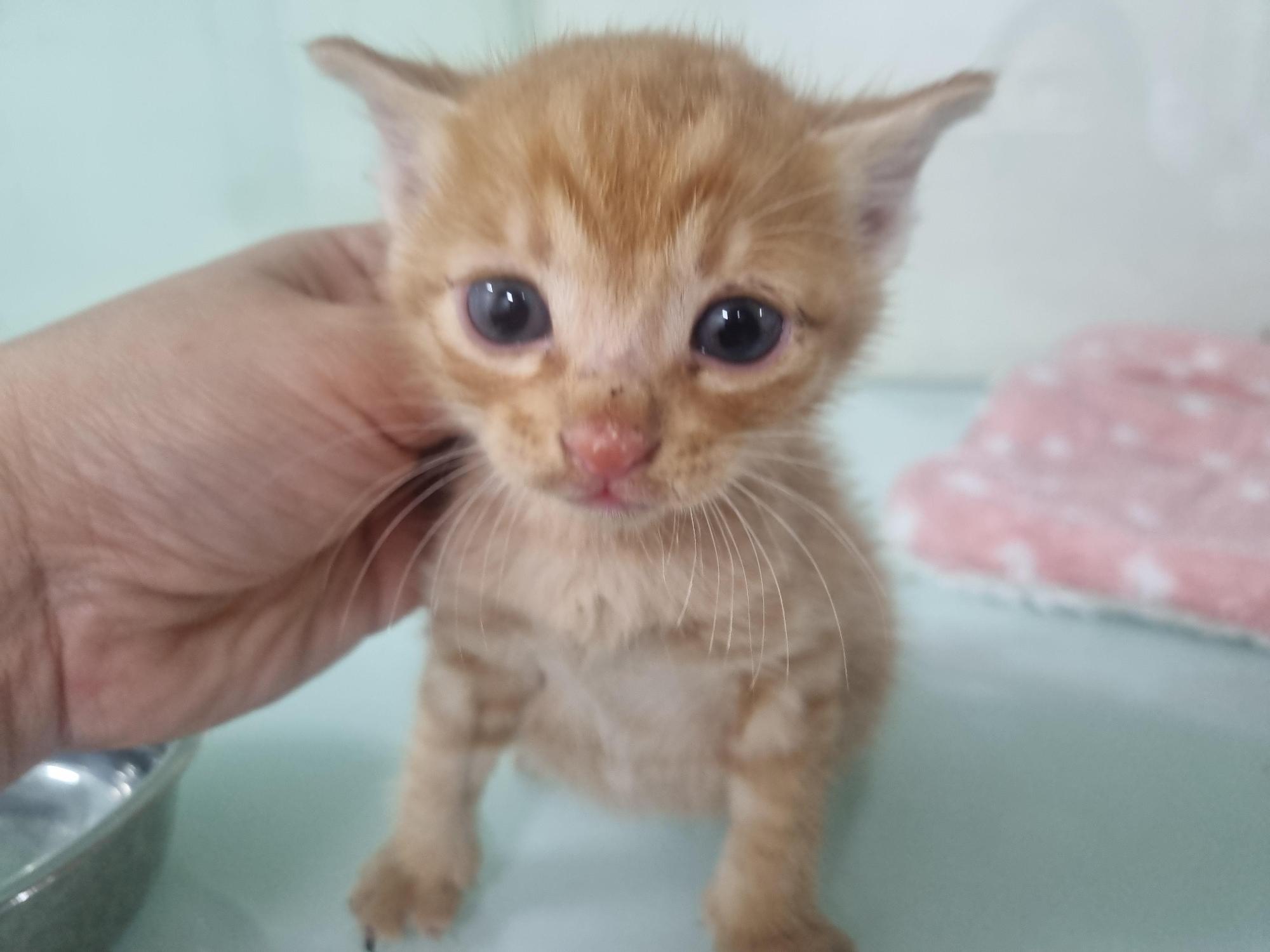 종료(입양) 한국 …