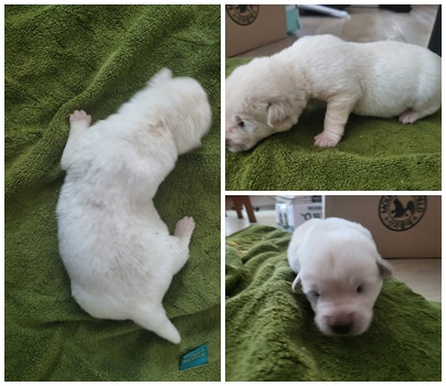 논산시 동물보호센터_444454202501040